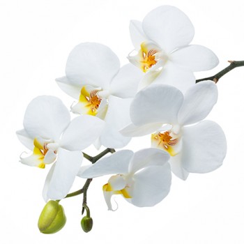 Стол обеденный Танго белый/Орхидея в Среднеколымске - srednekolymsk.mebel54.com | фото